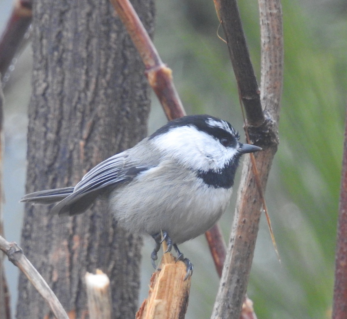 Mountain Chickadee - ML74881761