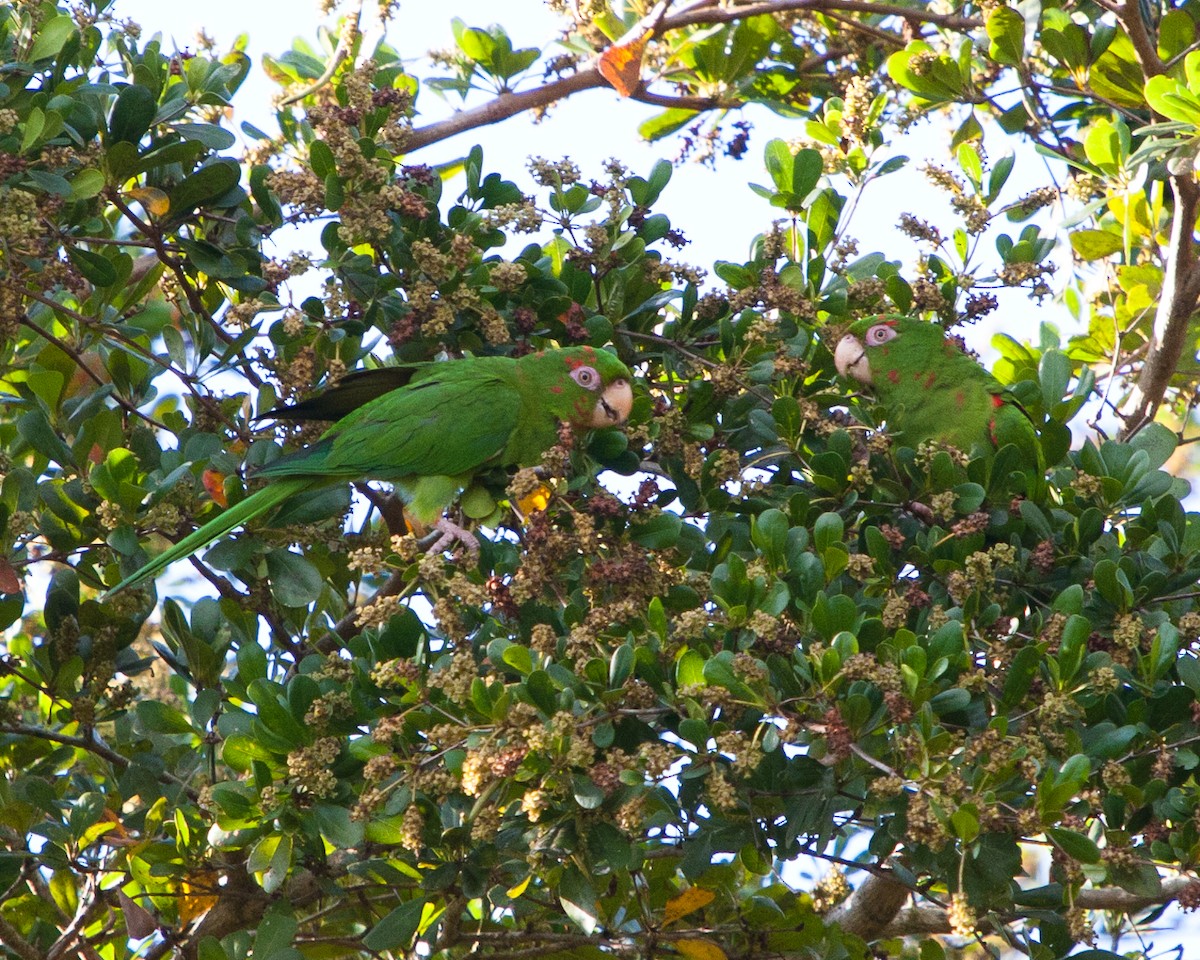 Cuban Parakeet - Colin Jones