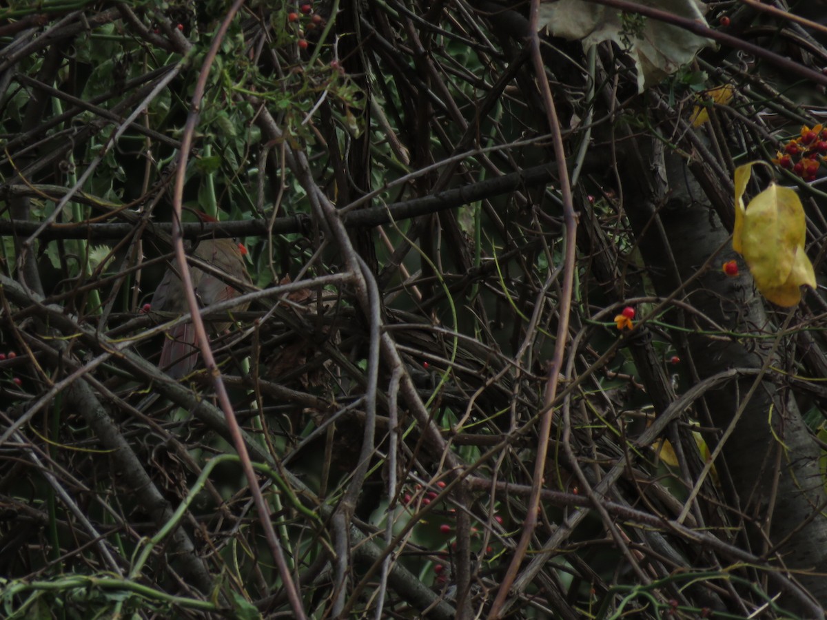 Northern Cardinal - ML74882101