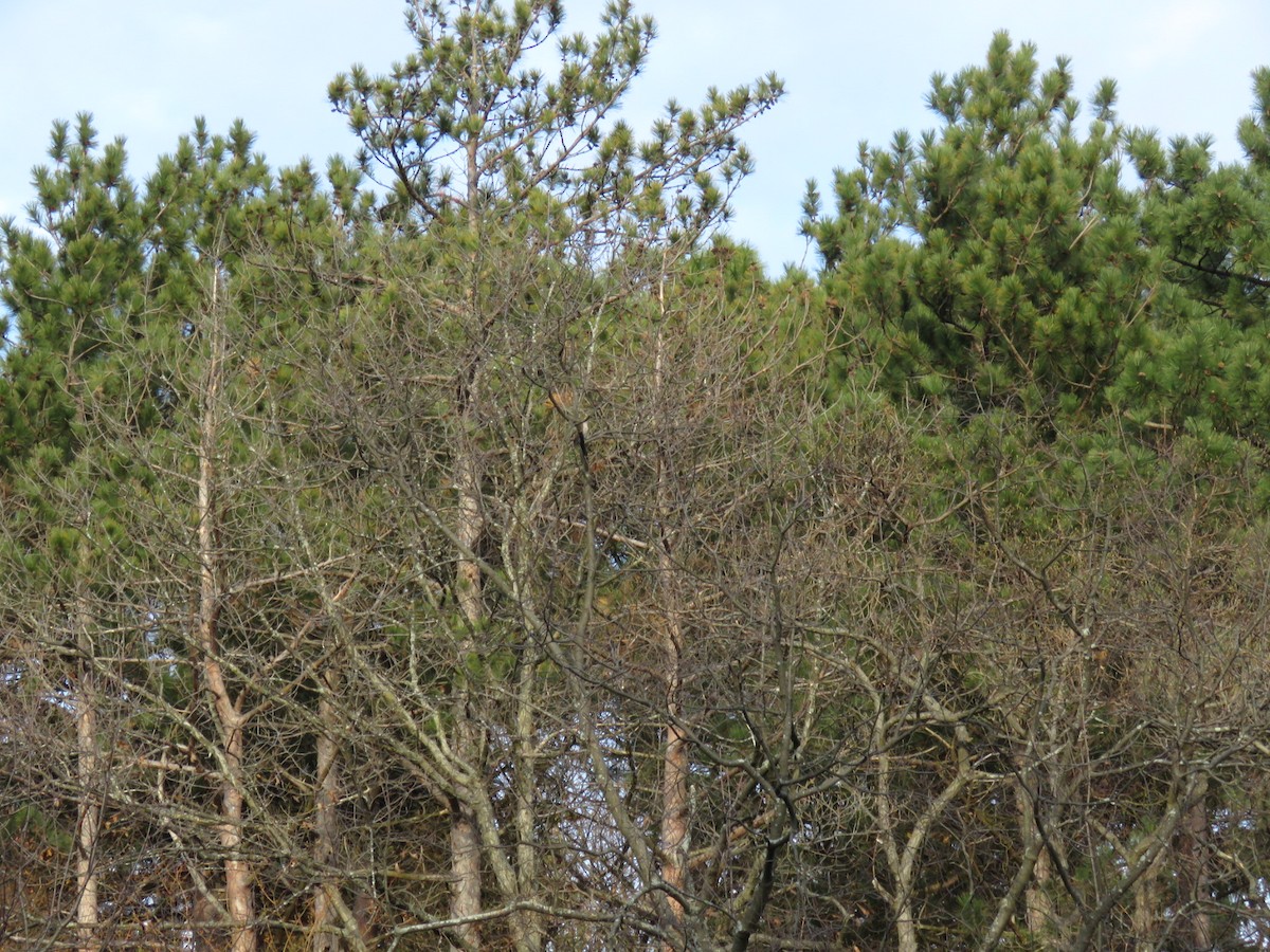 Sharp-shinned Hawk - ML74882711