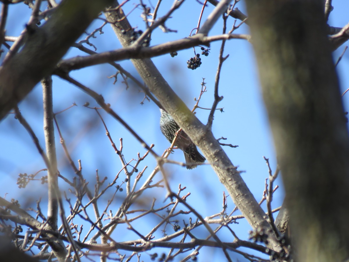 European Starling - Chan Nam