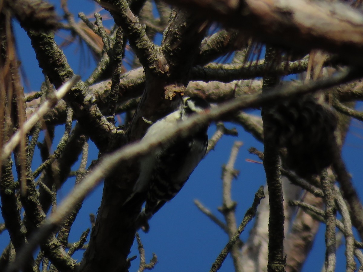 Downy Woodpecker - Chan Nam