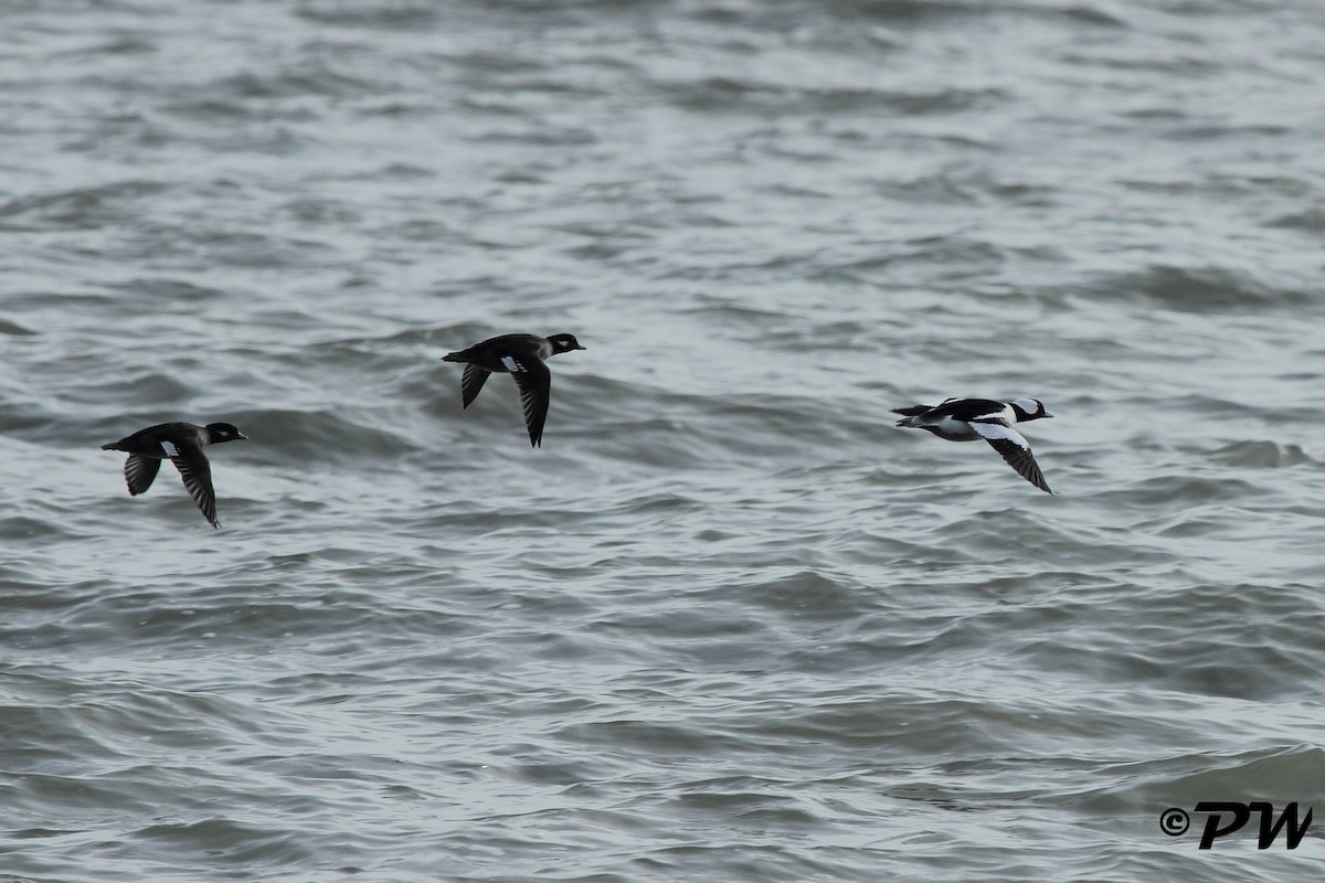 Bufflehead - ML74883471