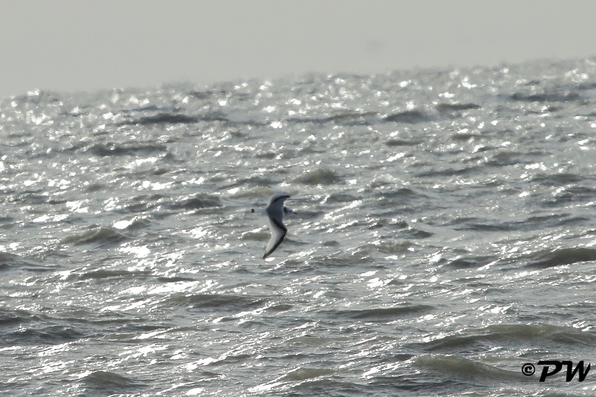 Black-legged Kittiwake - Anonymous