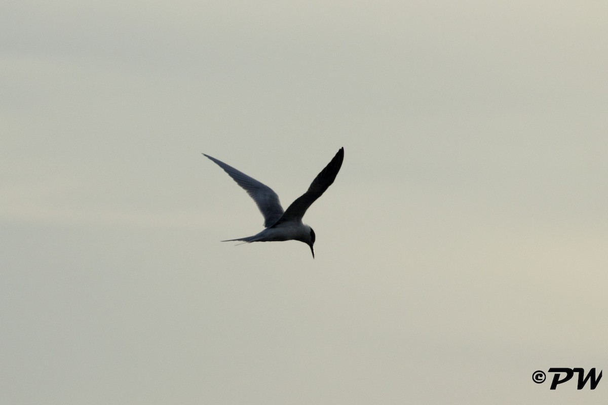 Forster's Tern - ML74883741