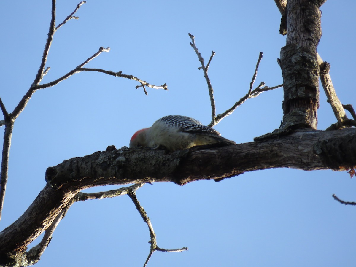 Red-bellied Woodpecker - ML74884761