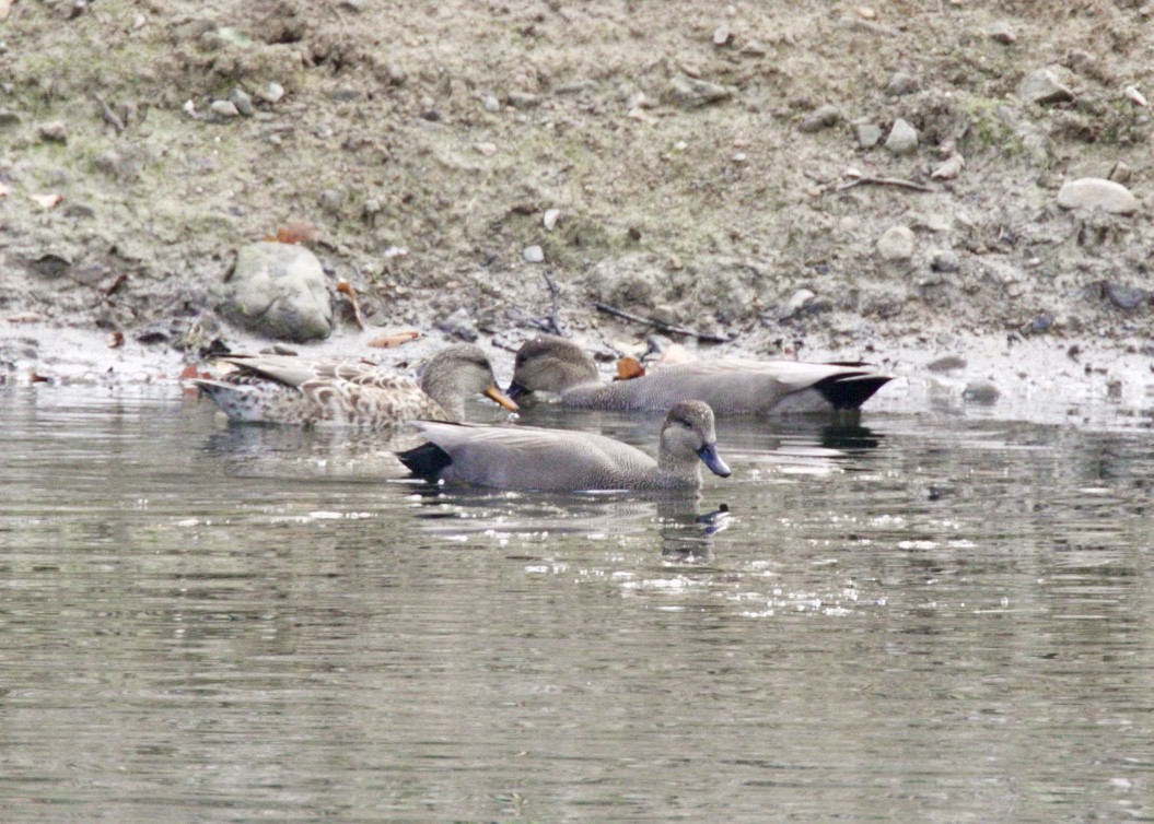 Gadwall - Dave Bengston