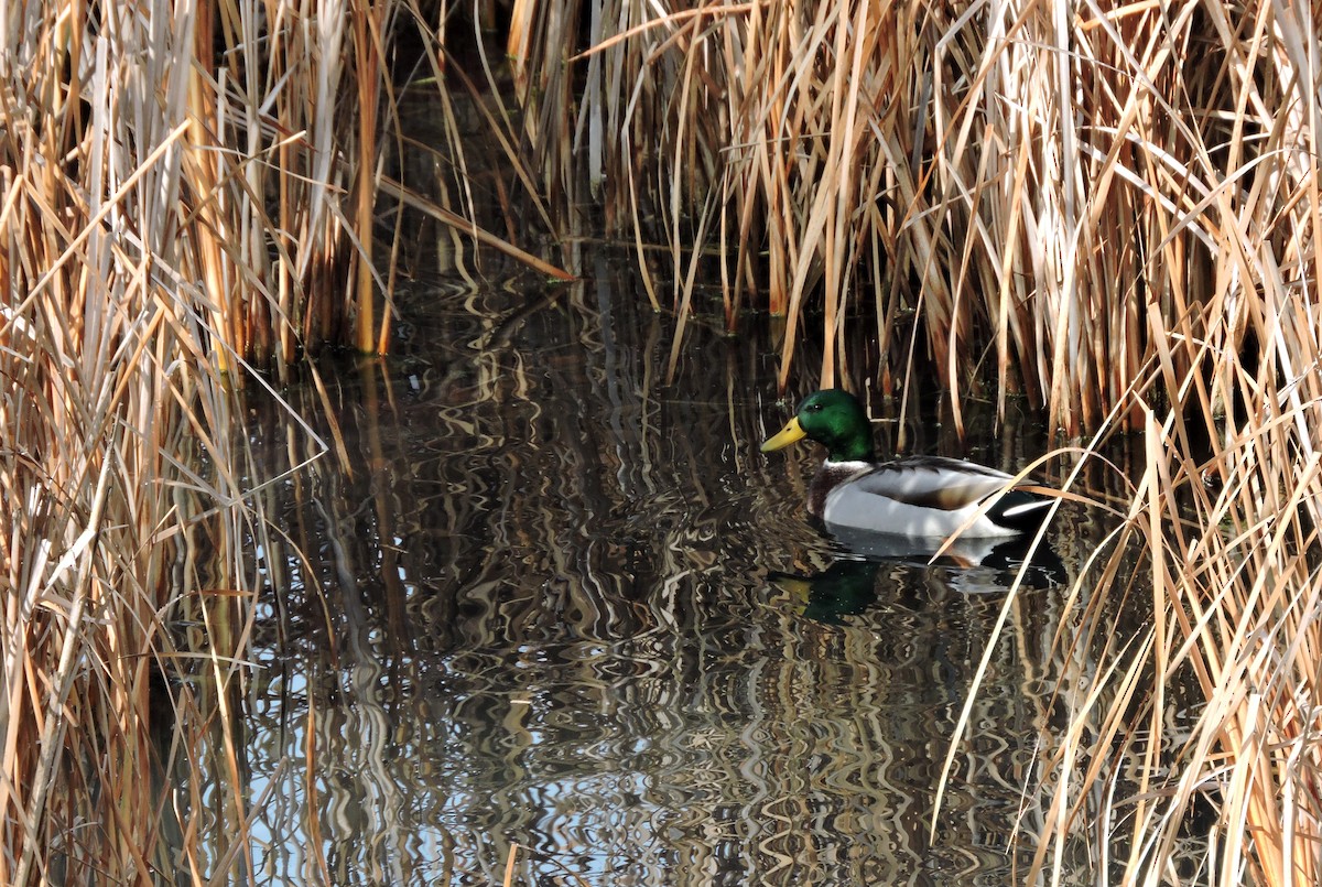 Canard colvert - ML74889481