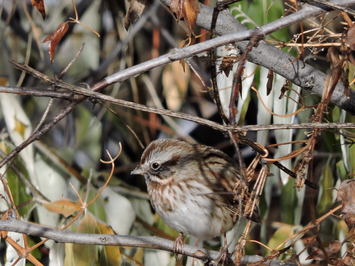 Song Sparrow - Daniel Casey