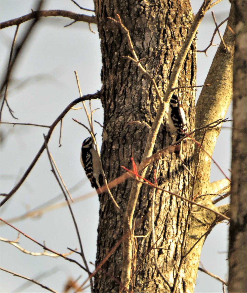 Downy Woodpecker - ML74890561