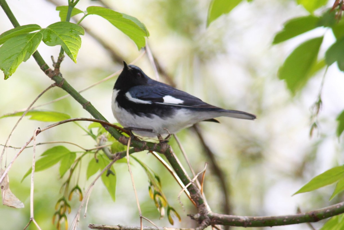 Black-throated Blue Warbler - ML74890681