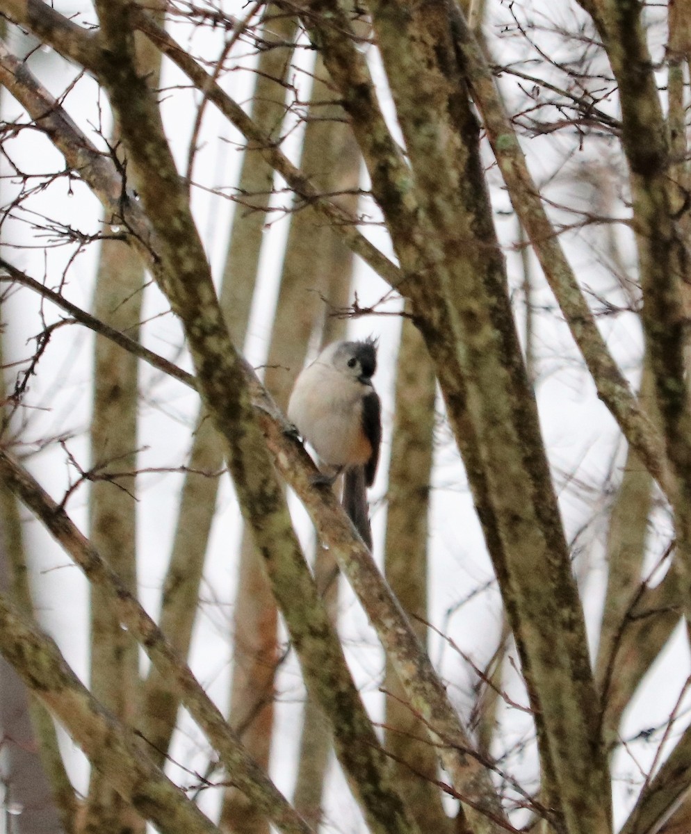 Tufted Titmouse - ML74890701