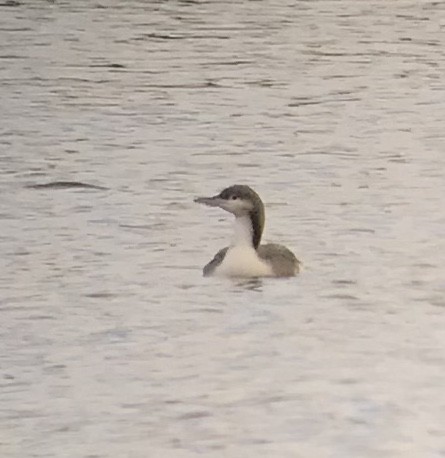 Pacific Loon - Cheryl Huizinga