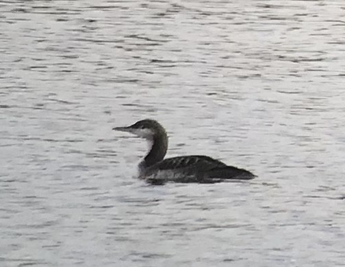 Pacific Loon - Cheryl Huizinga