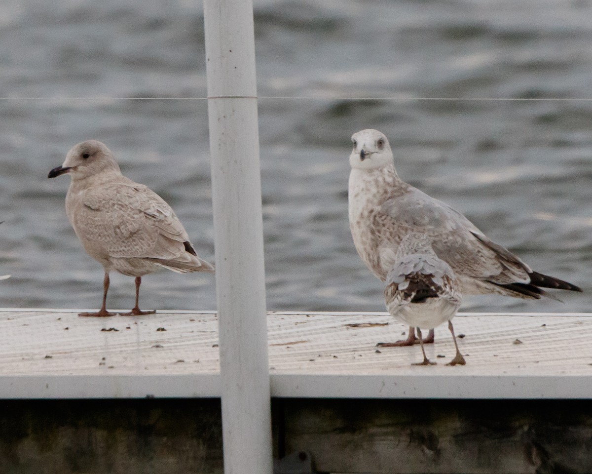 Iceland Gull - Jeff Stacey