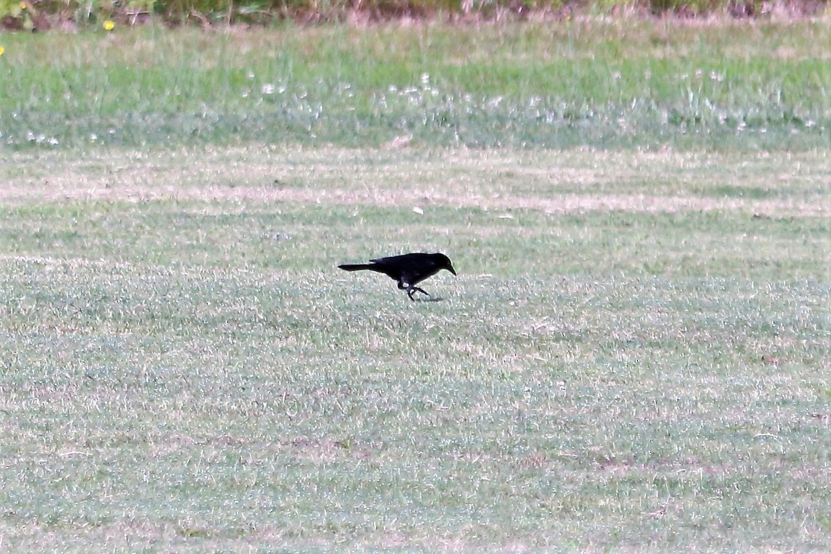 Common Grackle - ML74892561