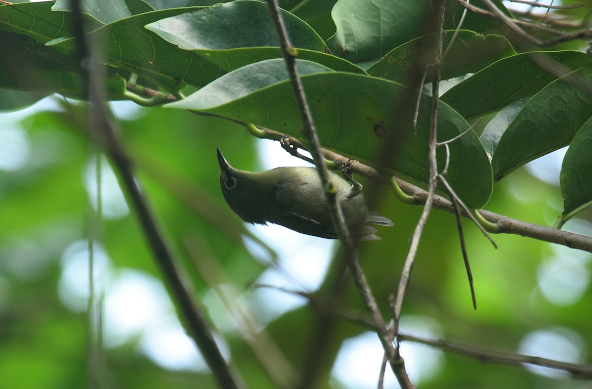 Seychelles White-eye - Peter Kappes