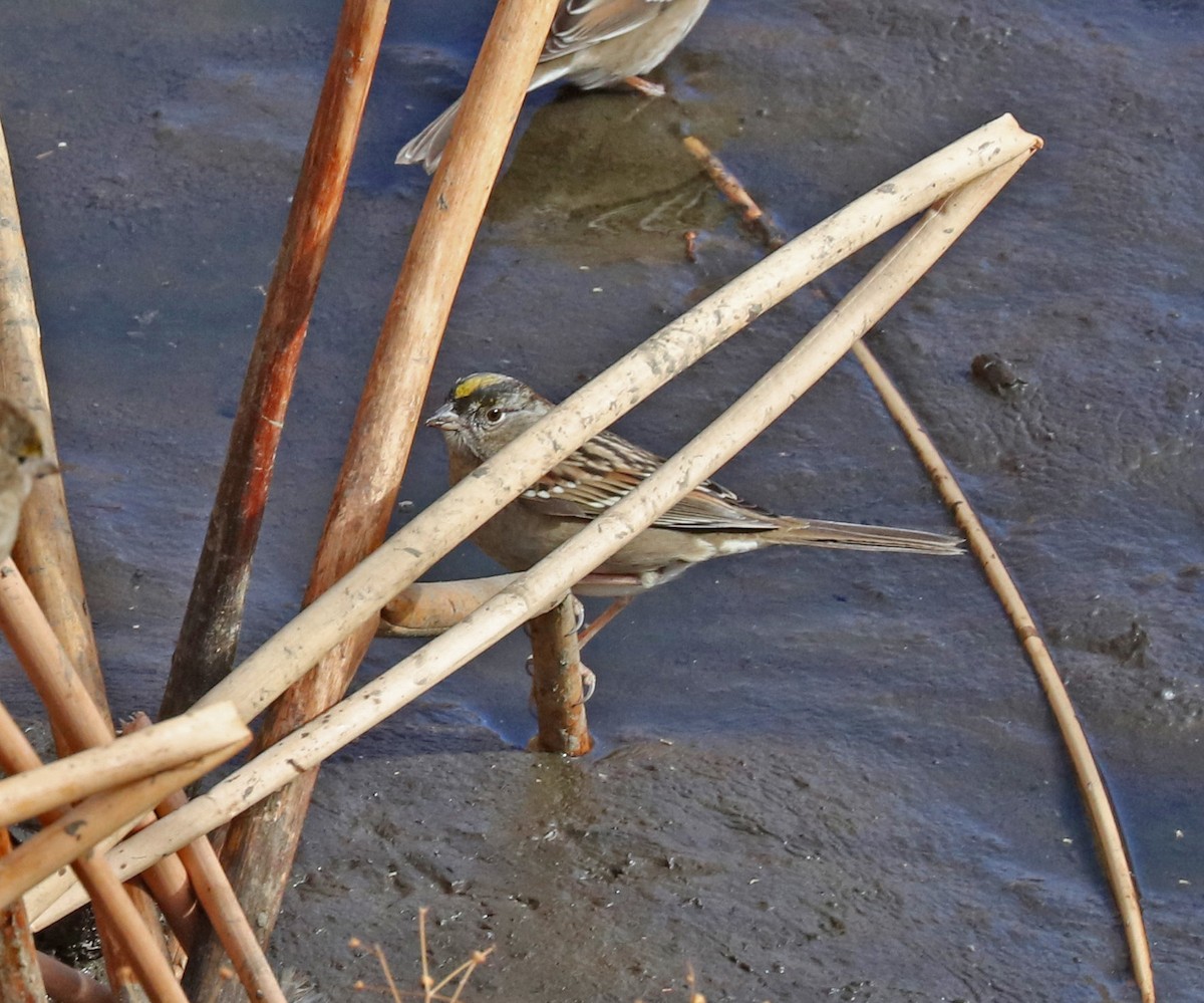 Golden-crowned Sparrow - ML74895971