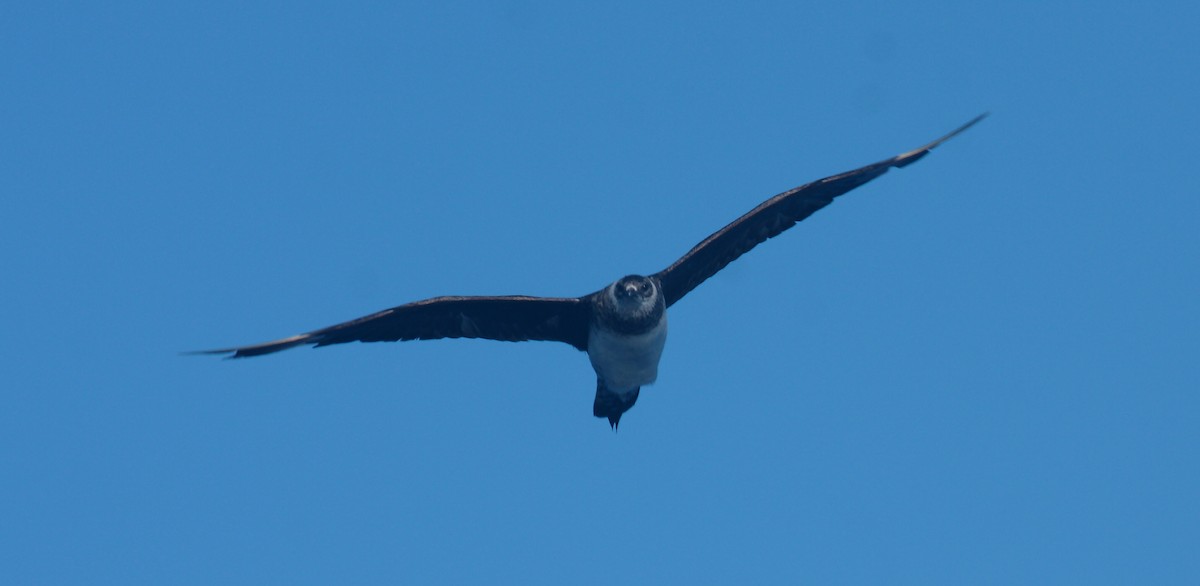 Parasitic Jaeger - Peter Kappes