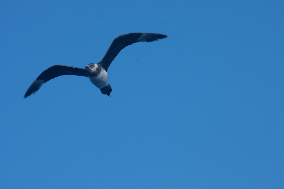 Parasitic Jaeger - Peter Kappes