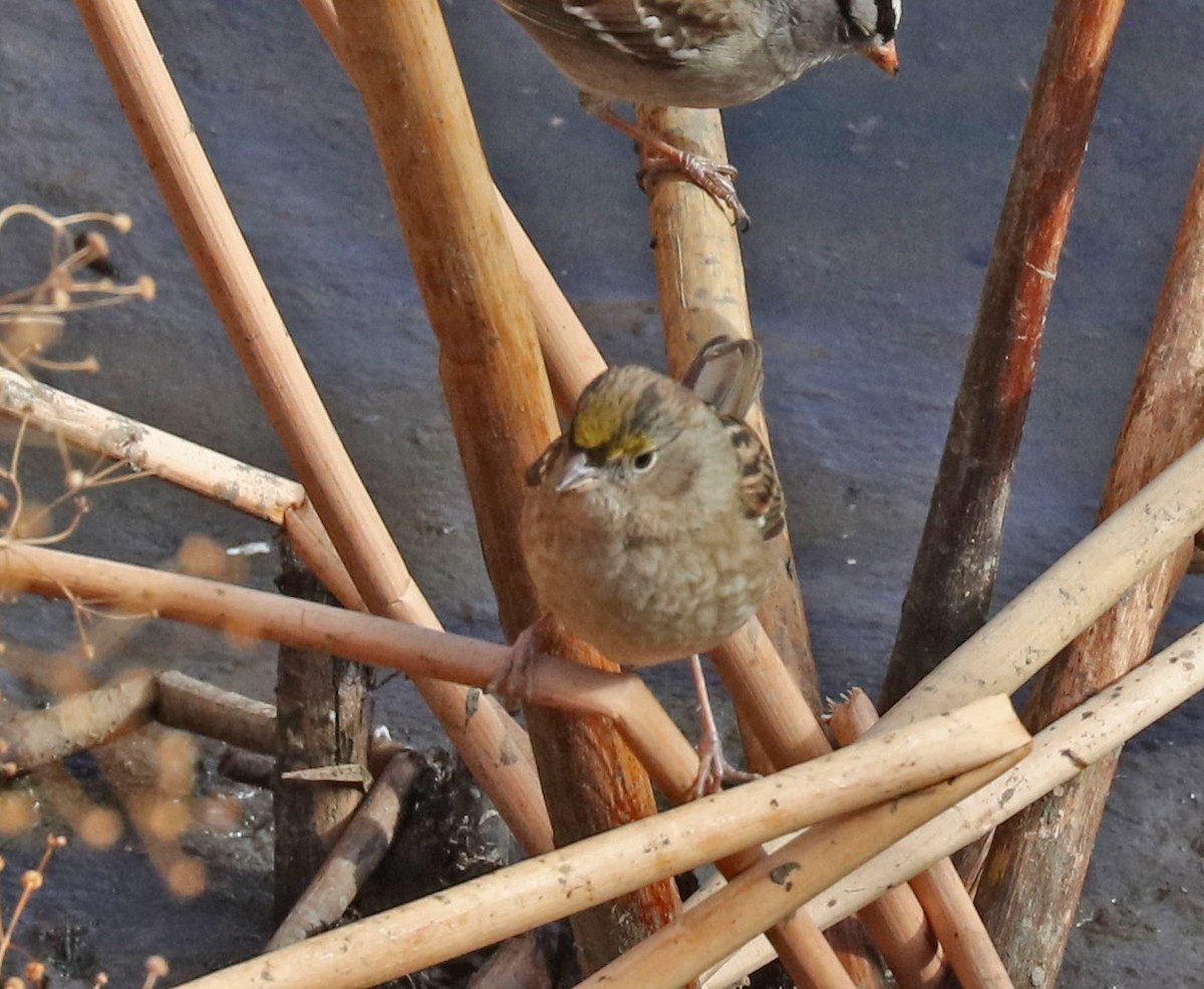 Golden-crowned Sparrow - ML74896461