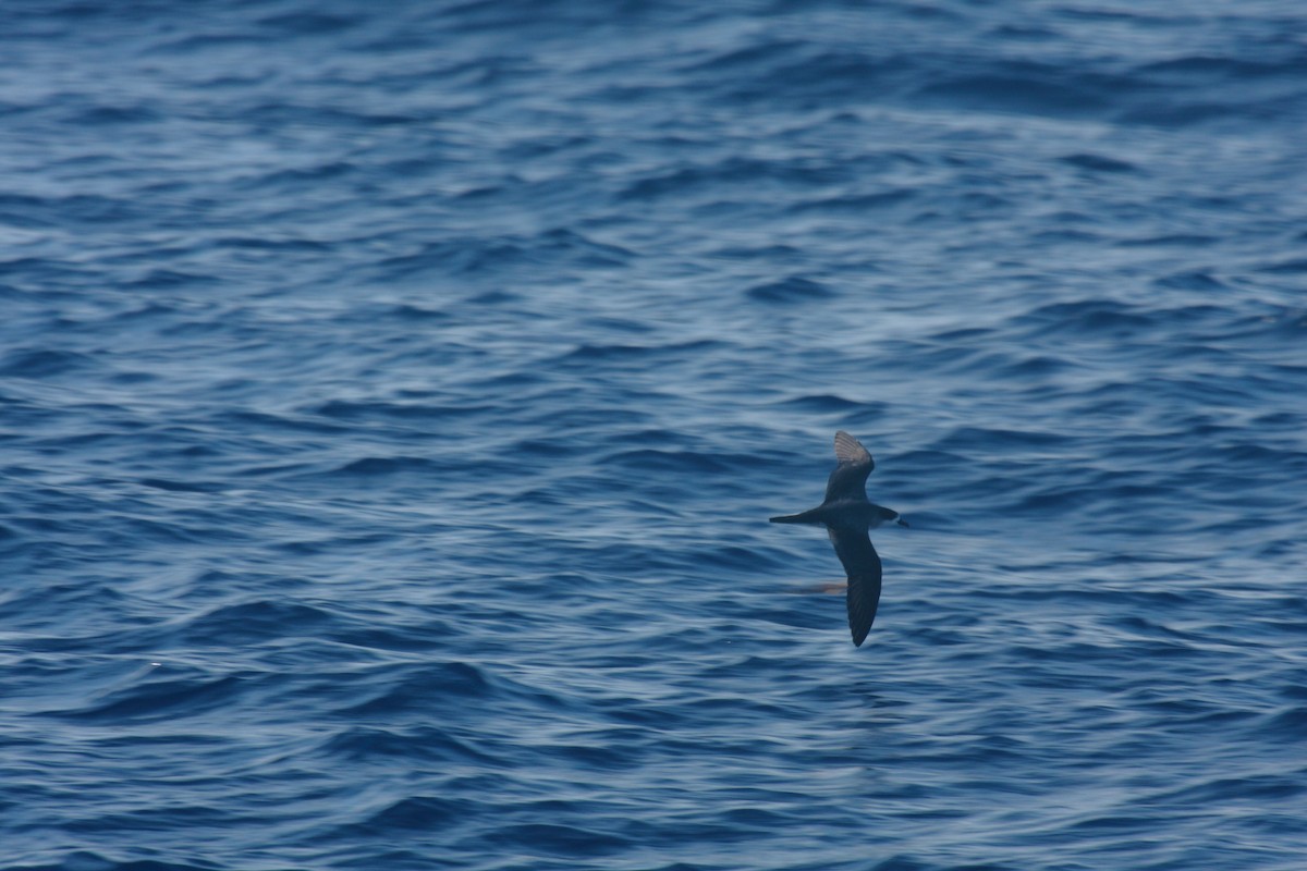 Barau's Petrel - ML74896541