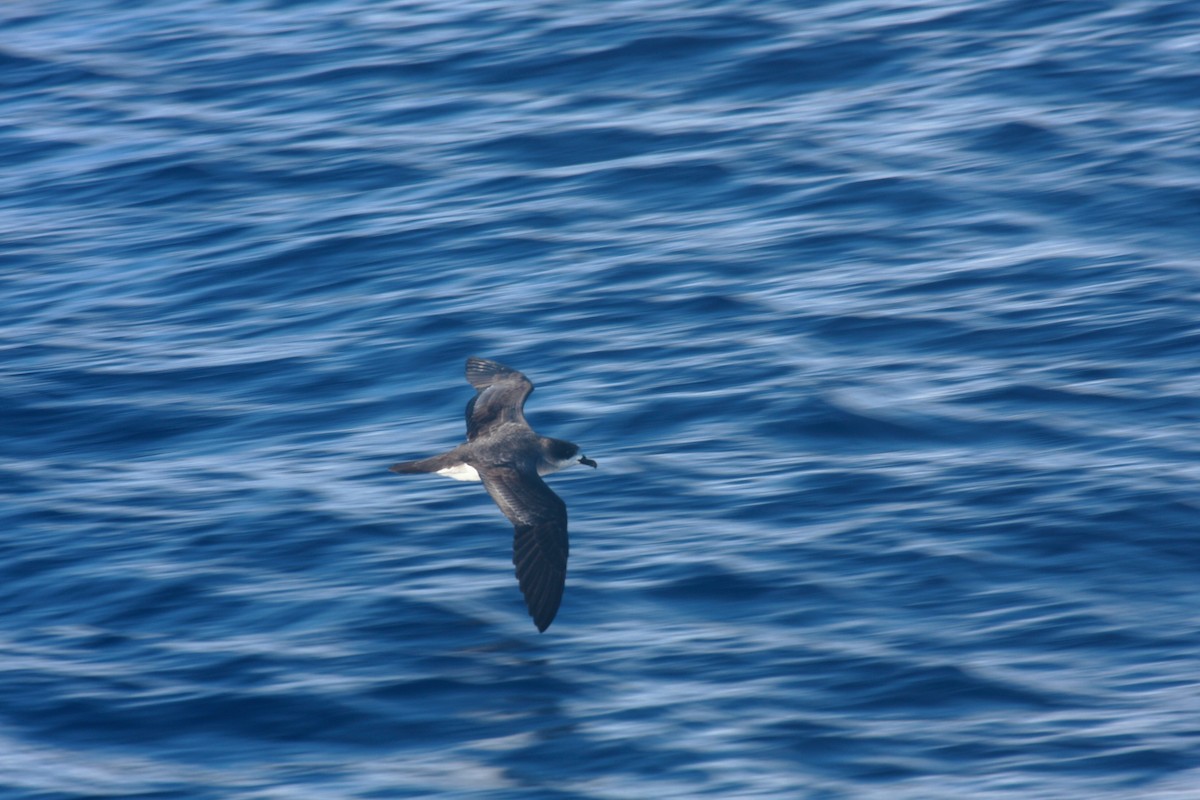 Barau's Petrel - Peter Kappes