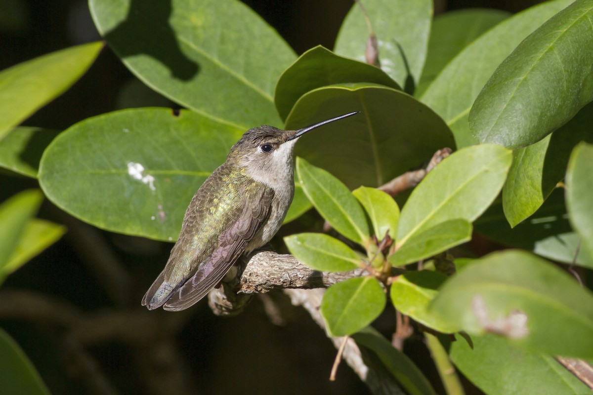 Black-chinned Hummingbird - Samuel Paul Galick