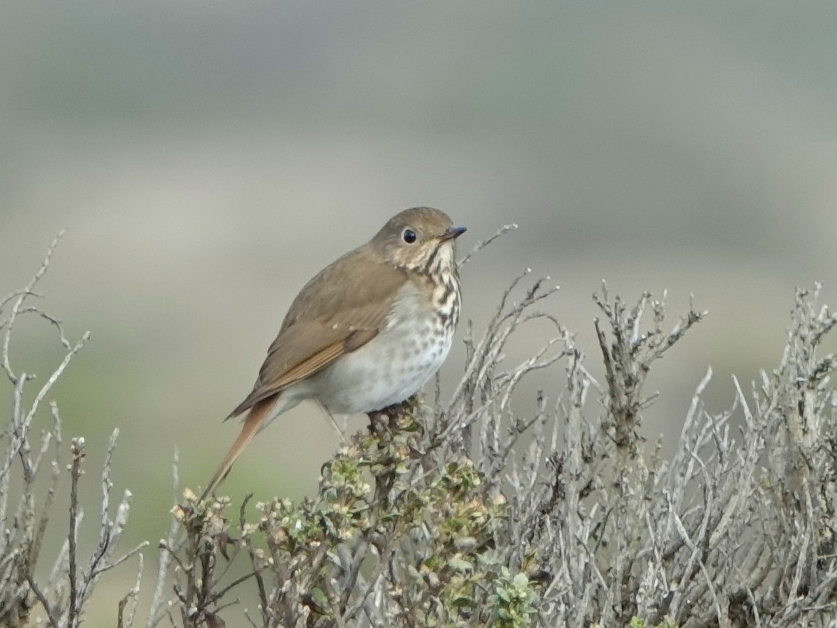 Hermit Thrush - ML74897531