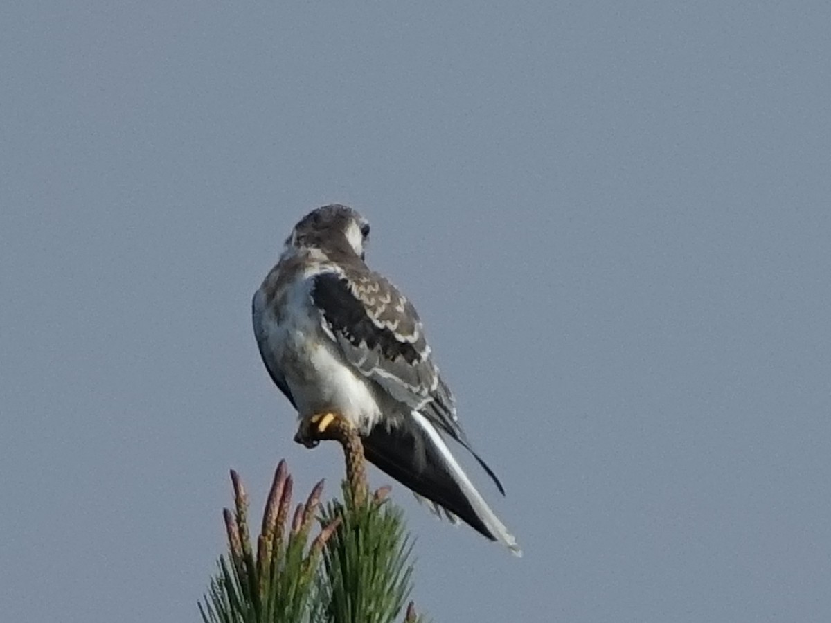 White-tailed Kite - ML74897701