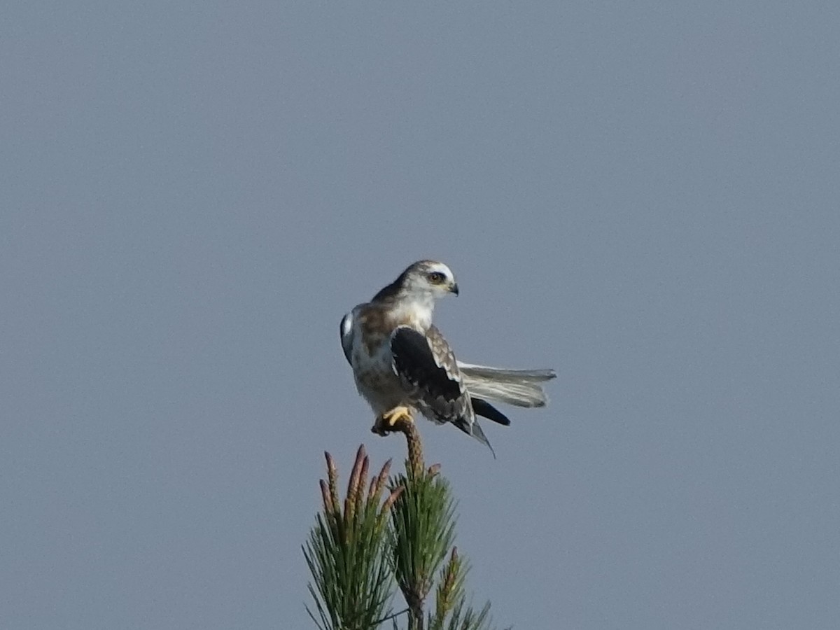 White-tailed Kite - ML74897711