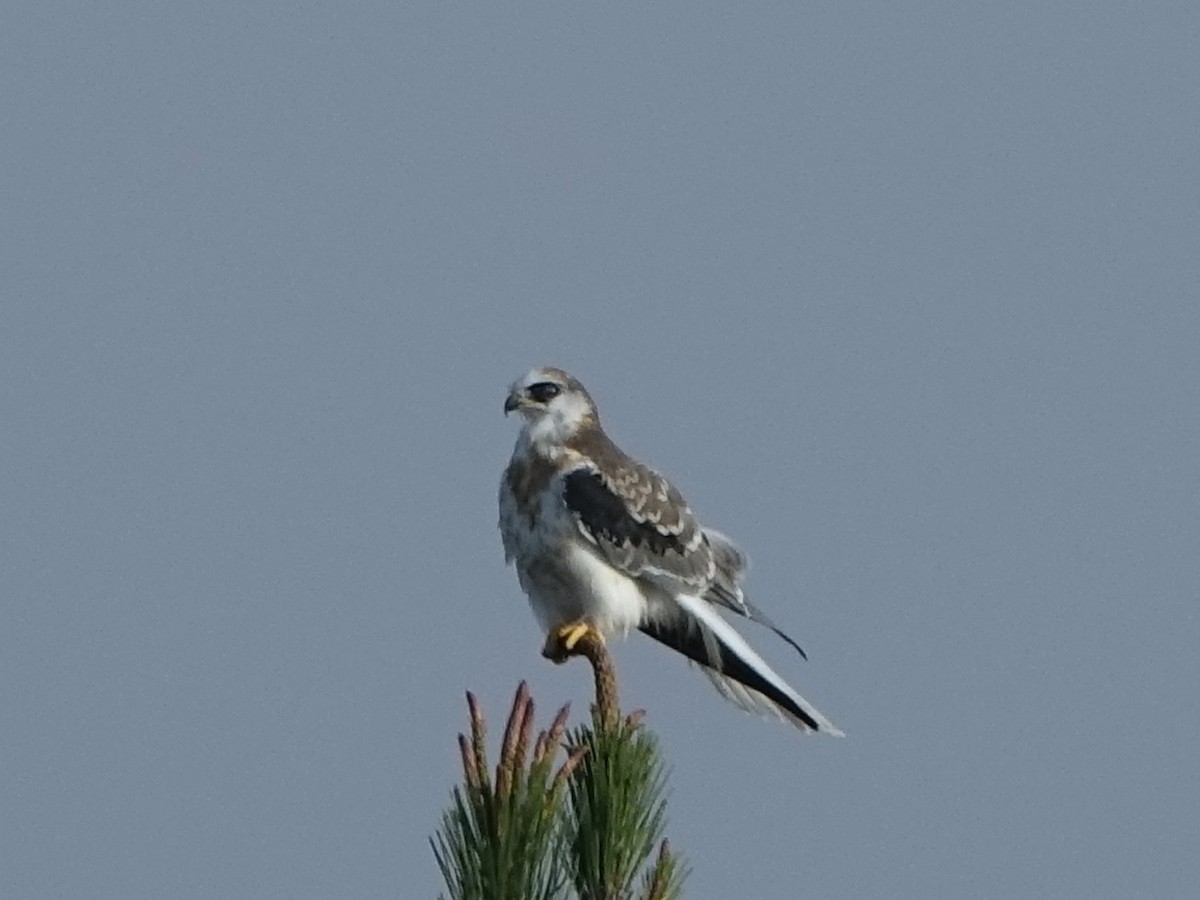 White-tailed Kite - ML74897721