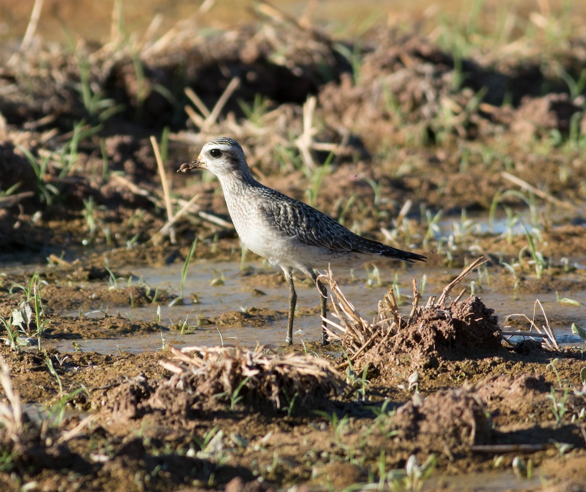 American Golden-Plover - ML74898961