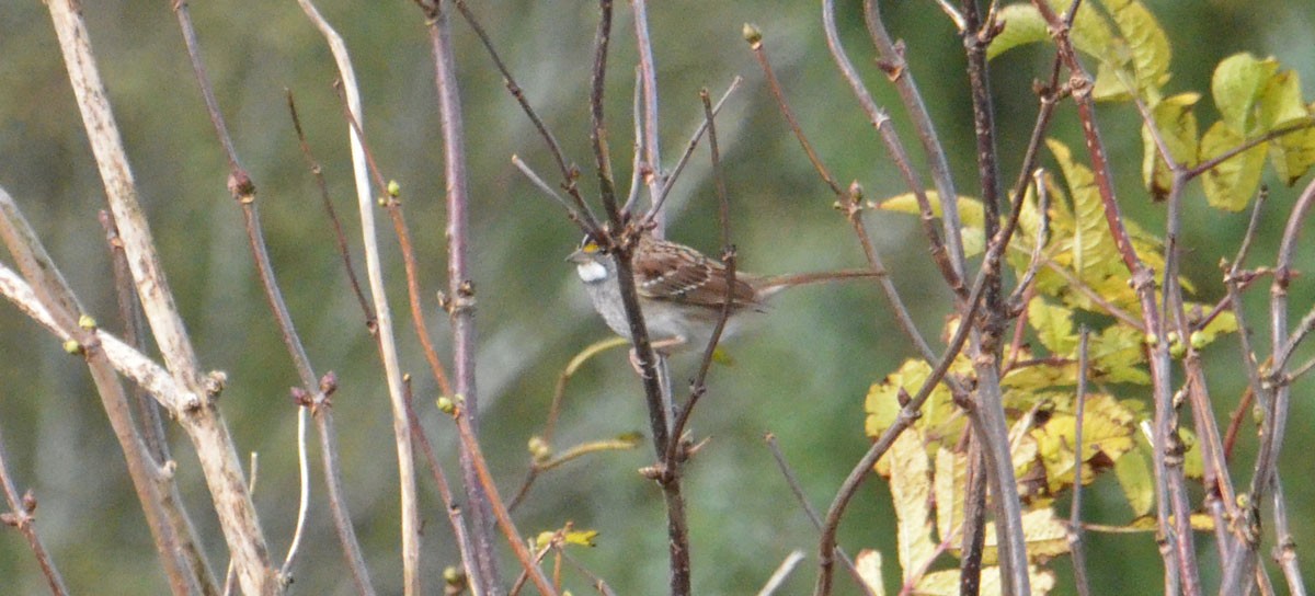 White-throated Sparrow - ML74899181