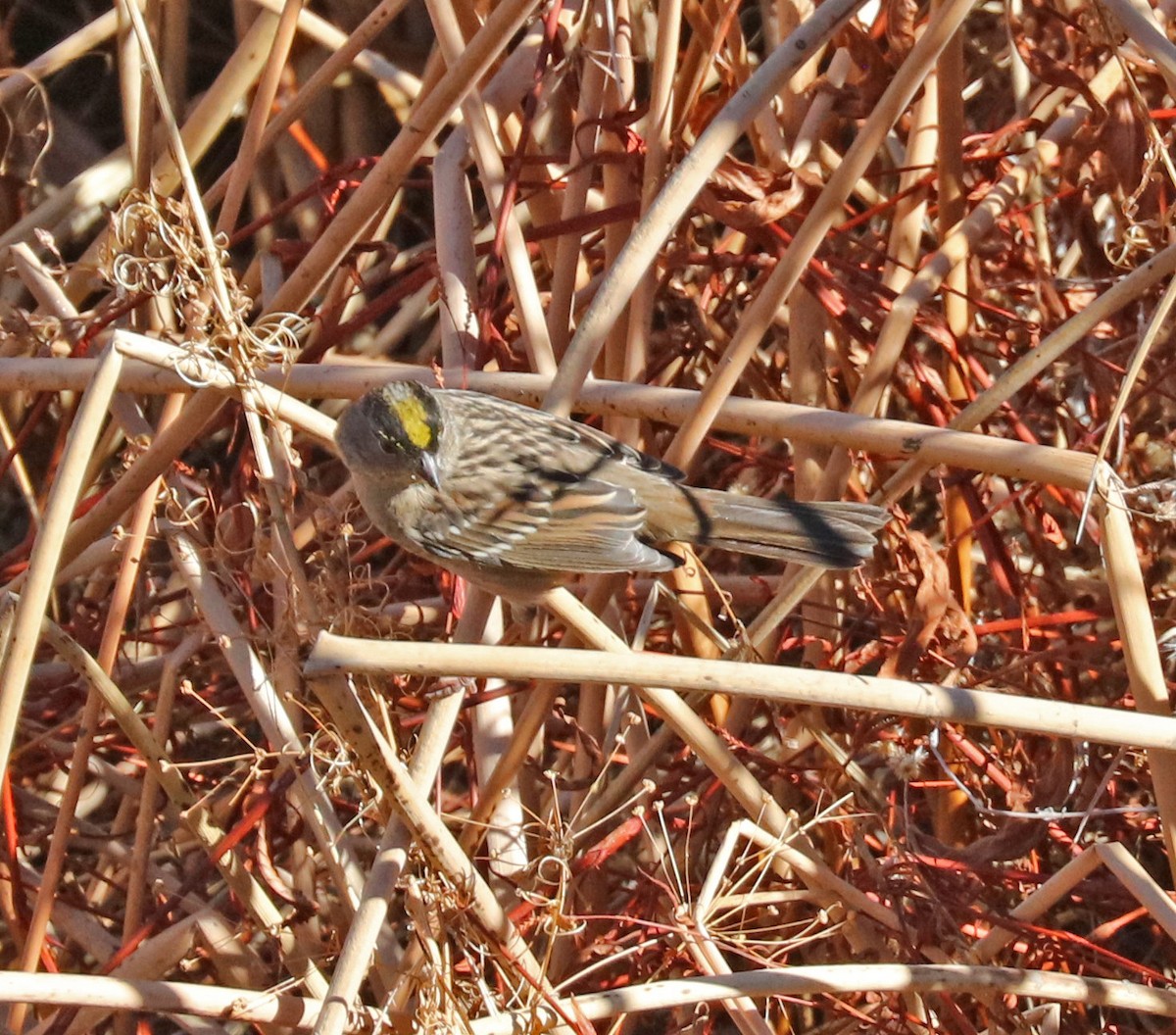 Golden-crowned Sparrow - ML74899341