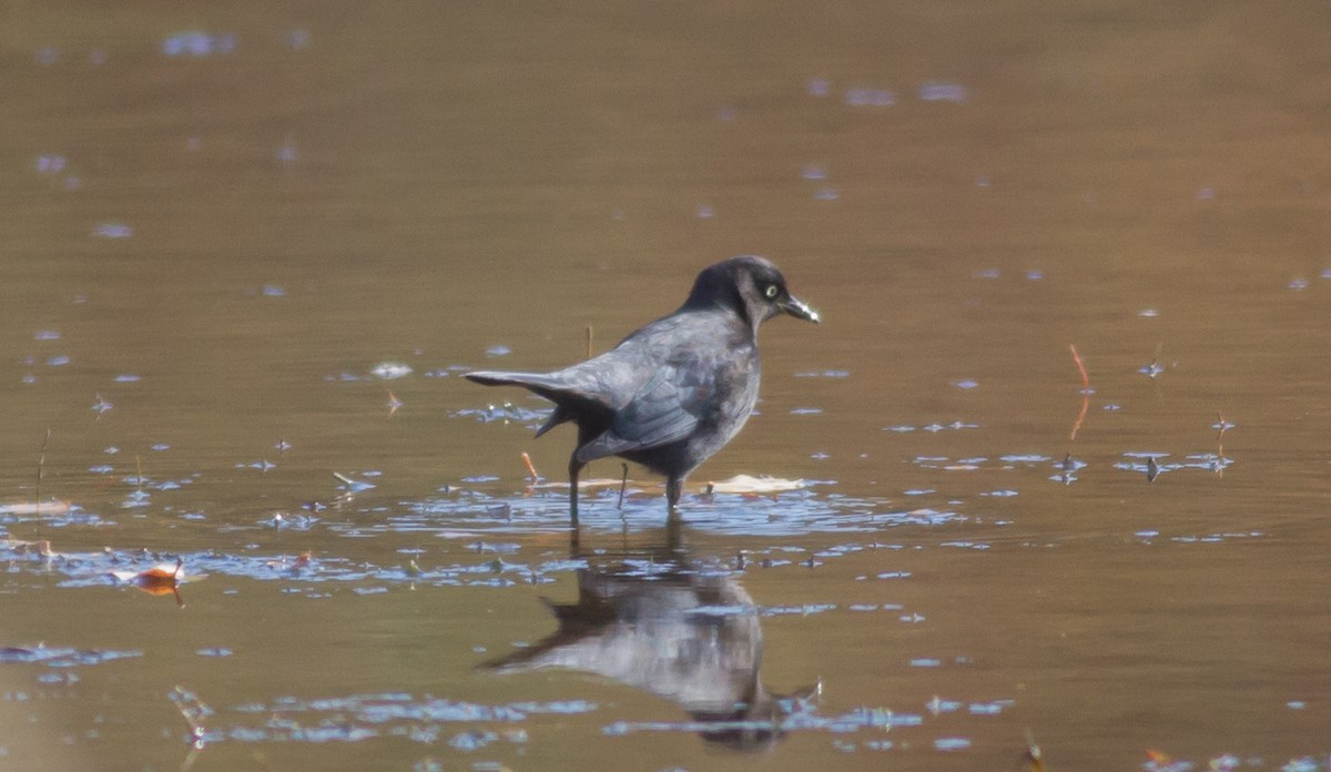 Rusty Blackbird - ML74899371