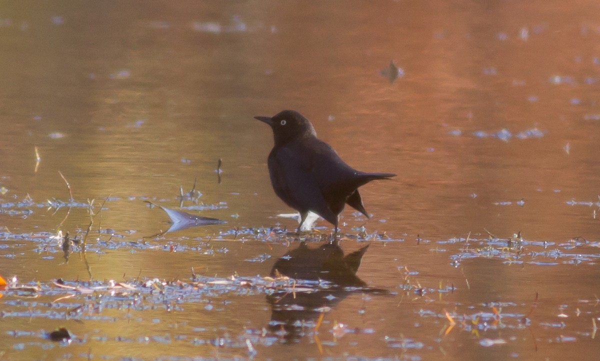 Rusty Blackbird - ML74899381