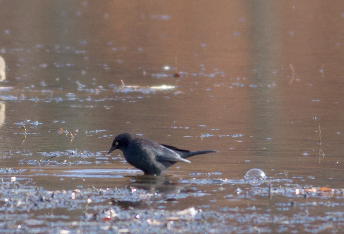 Rusty Blackbird - ML74899411