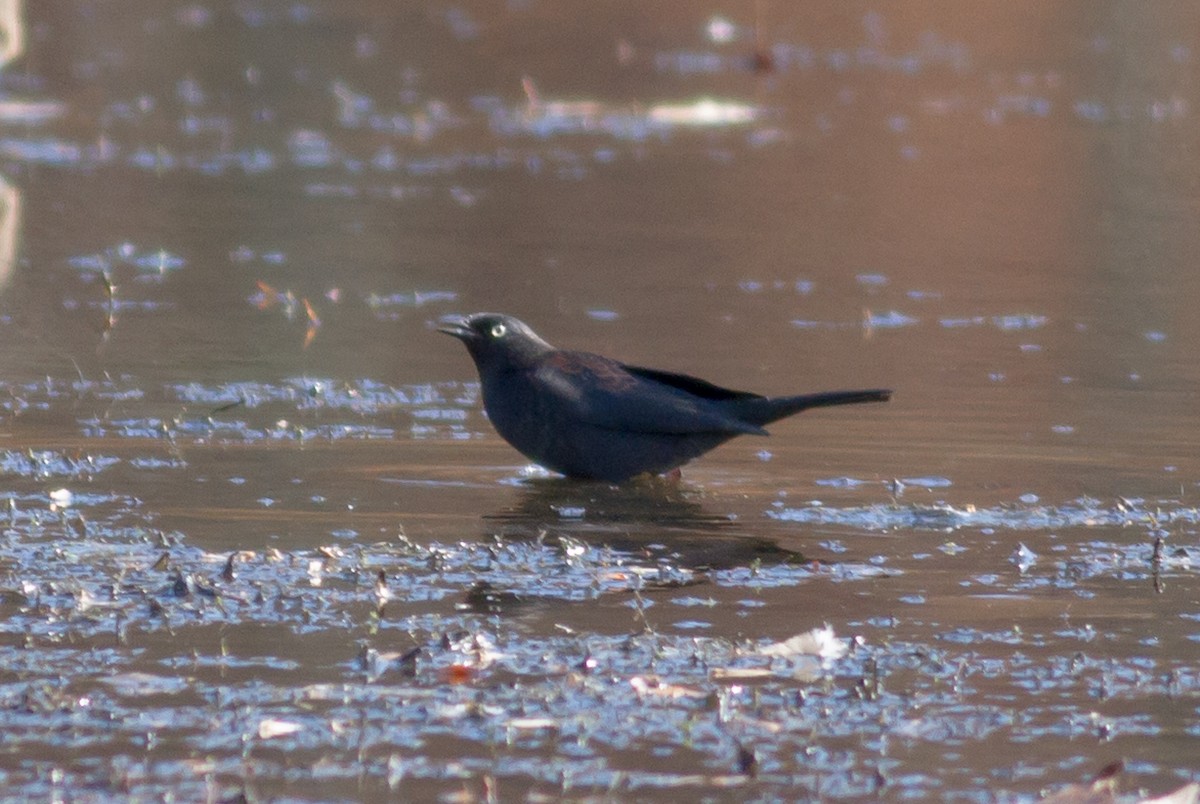 Rusty Blackbird - ML74899451