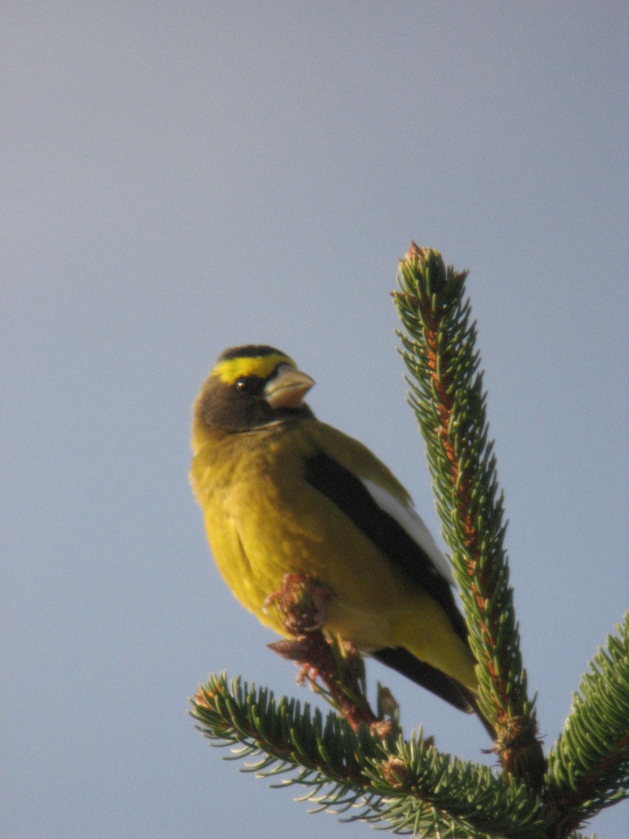 Evening Grosbeak - ML74899661