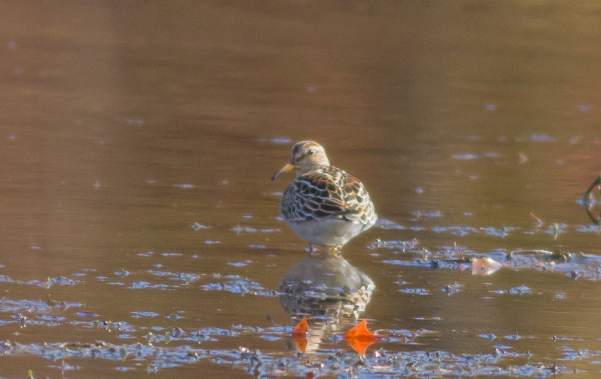 Pectoral Sandpiper - Nick Pulcinella