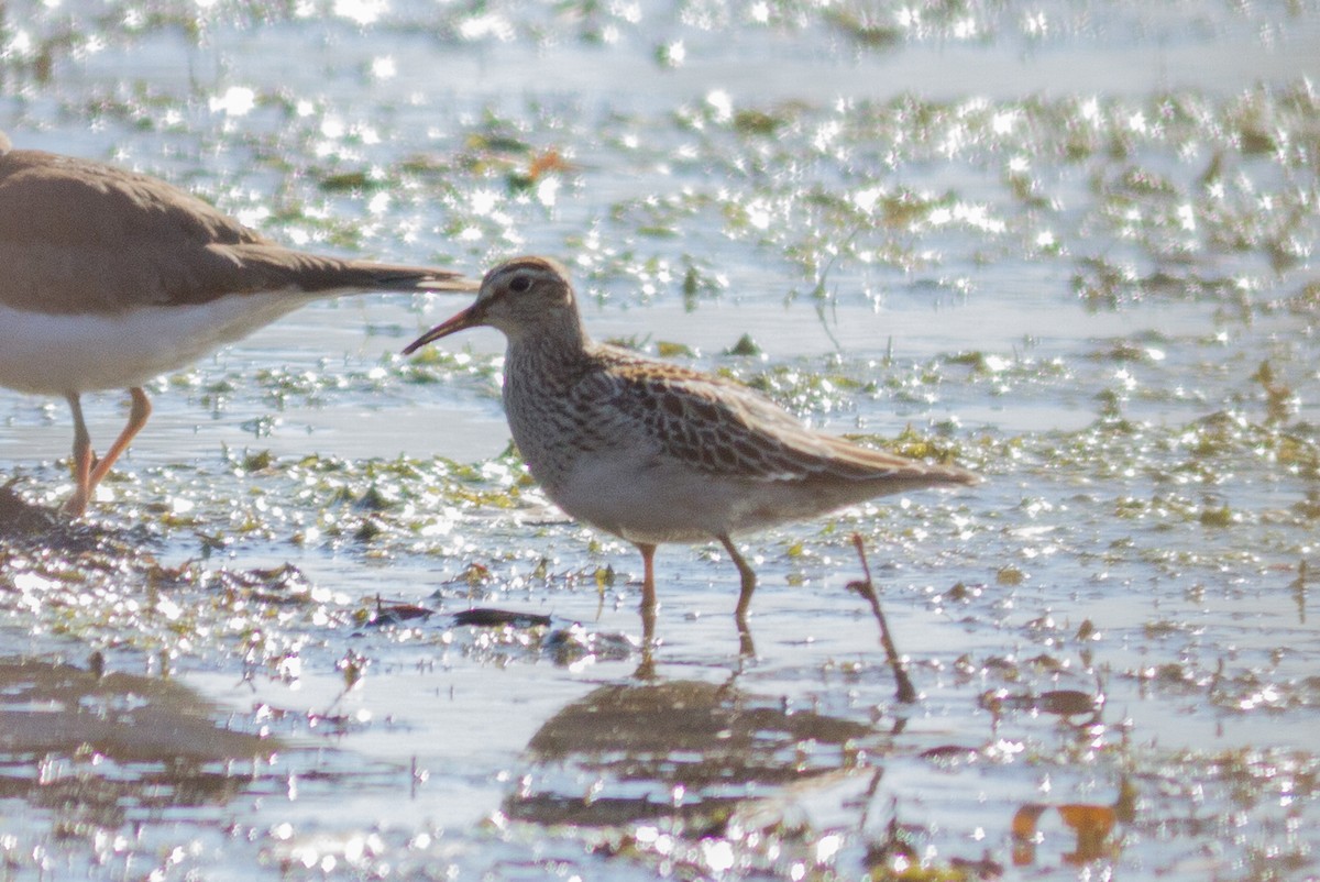 Pectoral Sandpiper - ML74899841