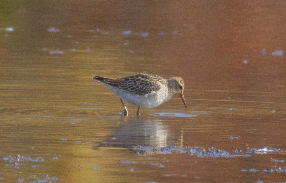 Graubrust-Strandläufer - ML74899851