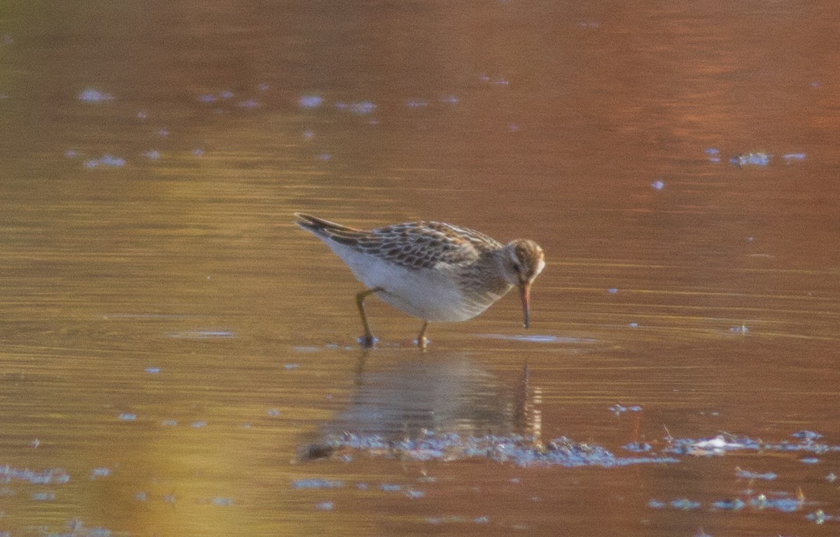 Graubrust-Strandläufer - ML74899881