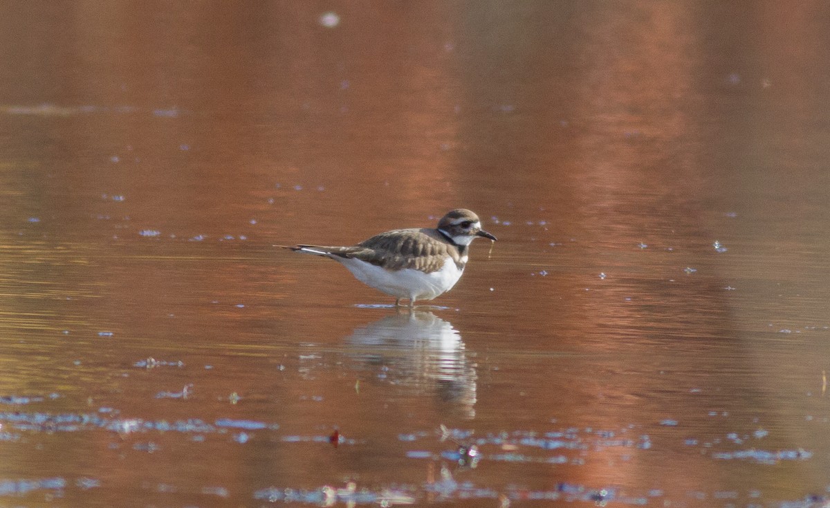 Killdeer - ML74899921