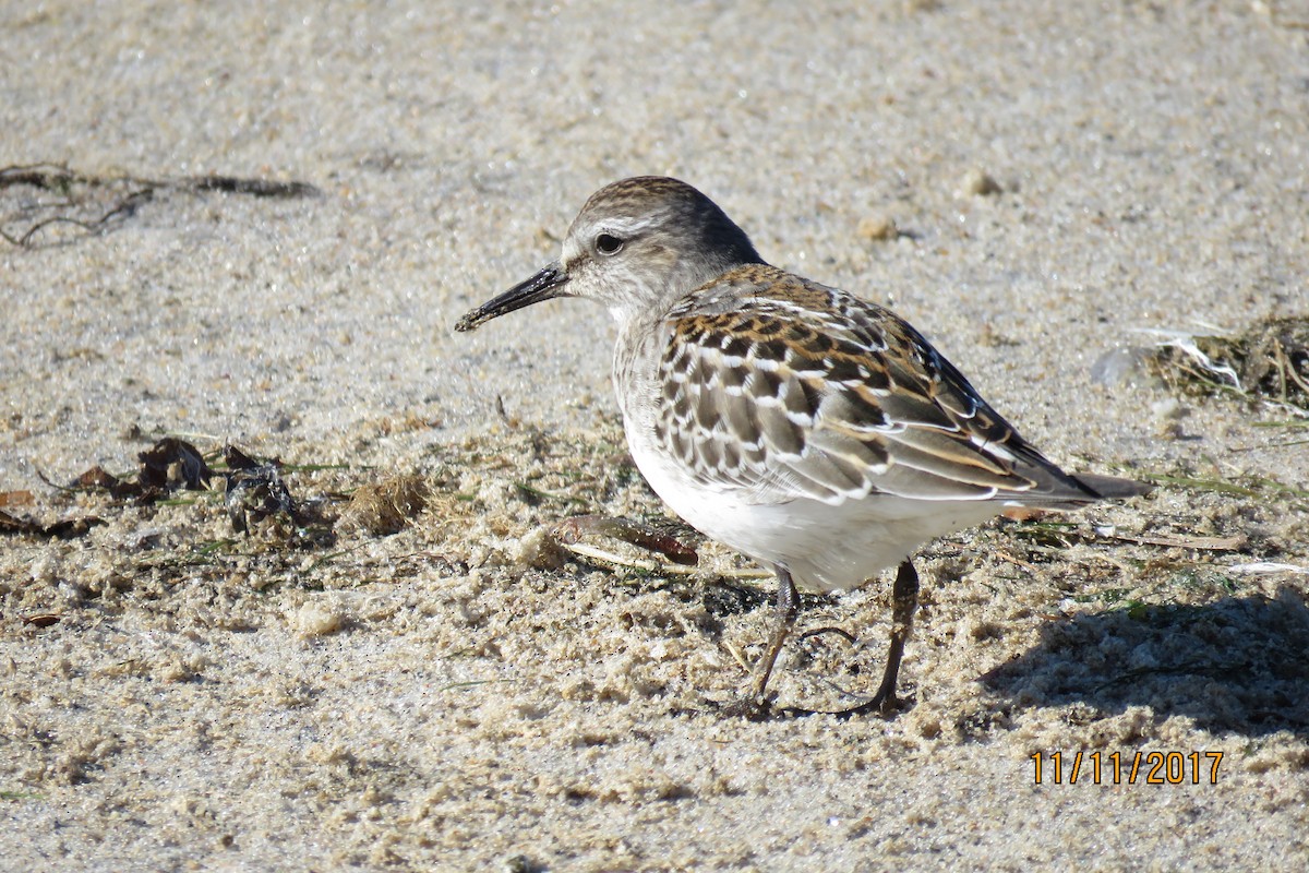 Weißbürzel-Strandläufer - ML74899941