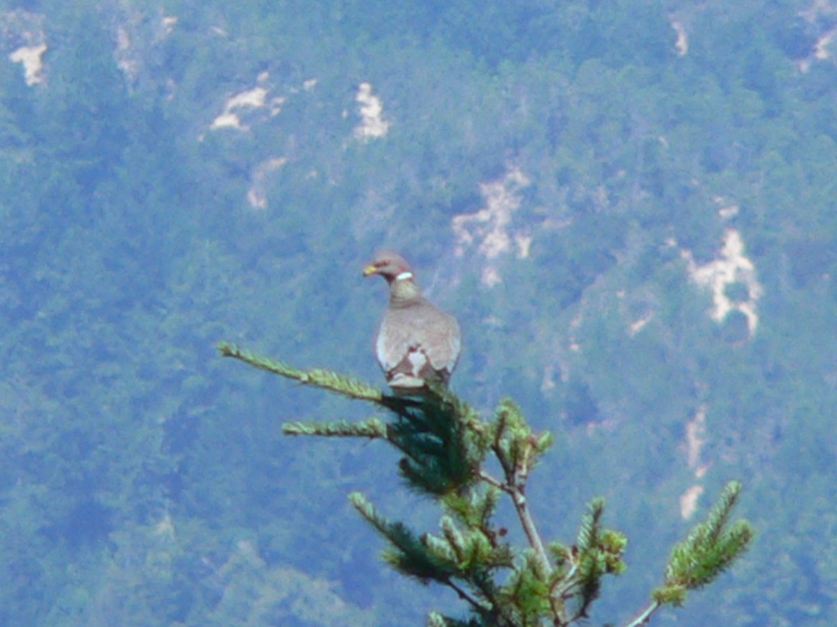 Band-tailed Pigeon - ML74900091
