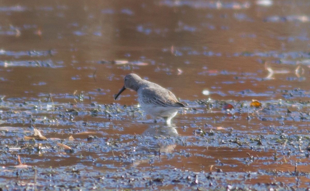 Dunlin - ML74900231