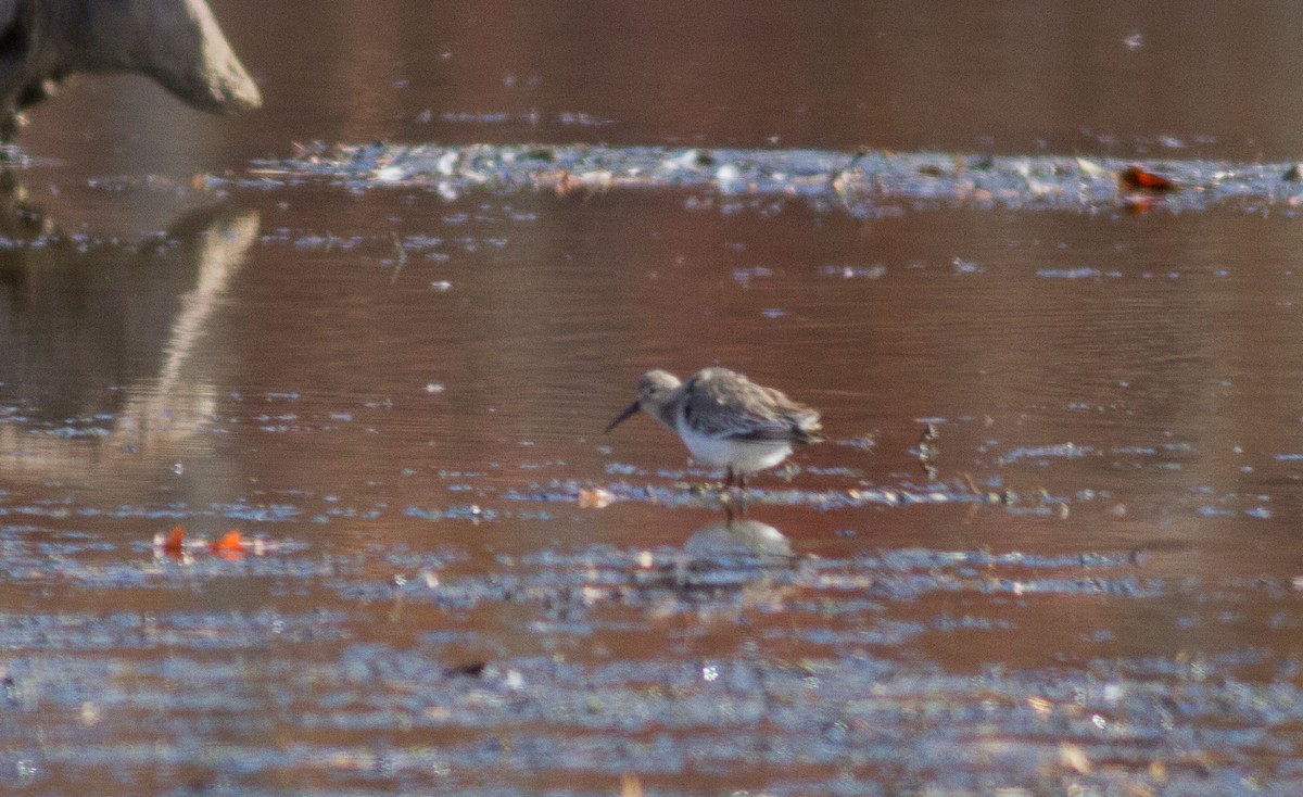 Dunlin - ML74900271