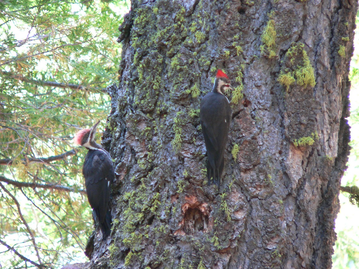 Pileated Woodpecker - Nicholas Sly